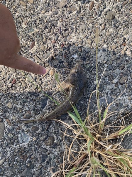 18日と19日の釣果情報