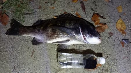 夕涼みがてらウナギ釣り