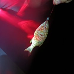 メバルの覚醒？