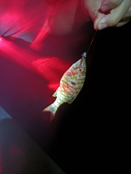 メバルの覚醒？