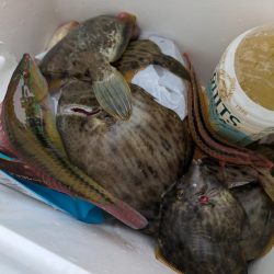 カワハギ【羽田えさ政より】