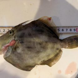 カワハギ【羽田えさ政より】