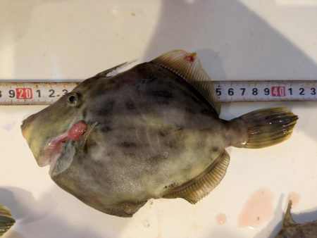 カワハギ【羽田えさ政より】