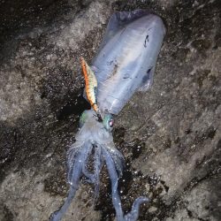 第三回秋エギング調査