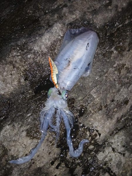 第三回秋エギング調査