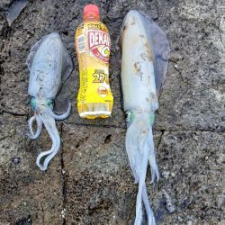 第四回2025秋エギング調査