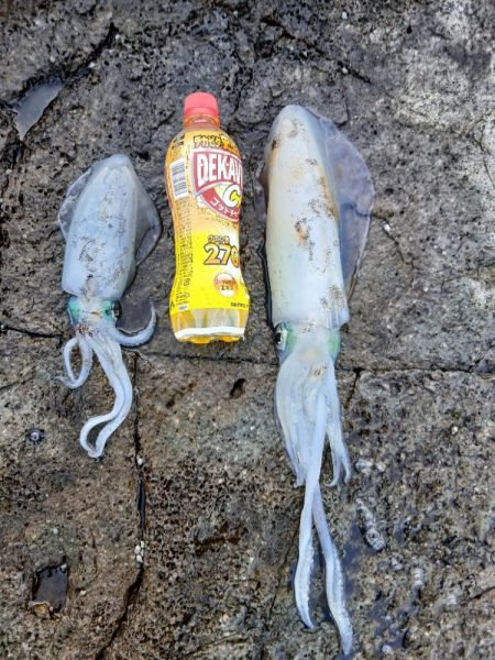 第四回2025秋エギング調査