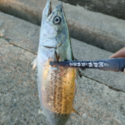 今シーズン2回目の沖堤防