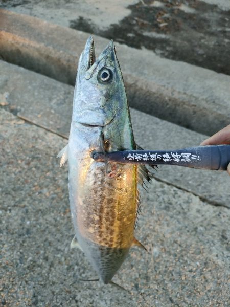 今シーズン2回目の沖堤防