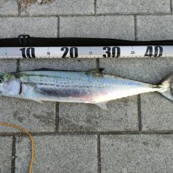 今シーズン陸っぱり初サゴシ