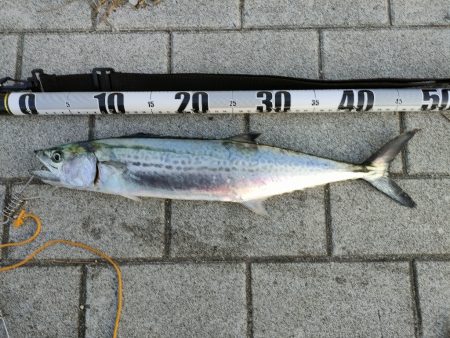 今シーズン陸っぱり初サゴシ