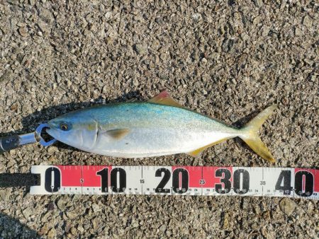 今シーズン3回目の沖堤防