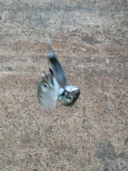 湾奥サゴシ調査