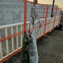 今シーズン4匹目のサゴシ