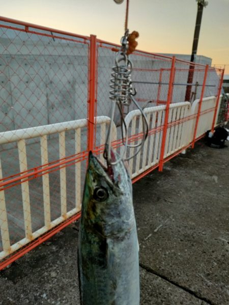 今シーズン4匹目のサゴシ