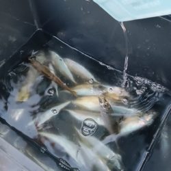 夕暮れのんびりアジ釣り