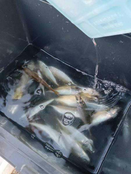 夕暮れのんびりアジ釣り