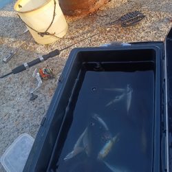 連続釣行、小アジの、型