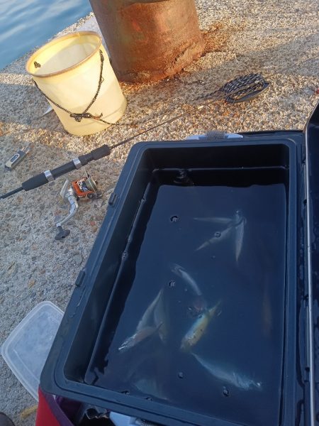 連続釣行、小アジの、型