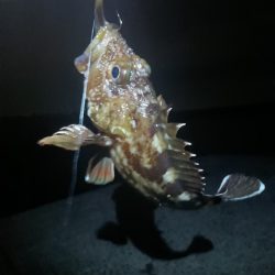 淡路◇アナゴ調査