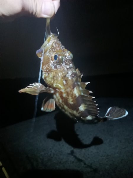 淡路◇アナゴ調査