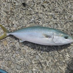 のませ釣りでハマチ