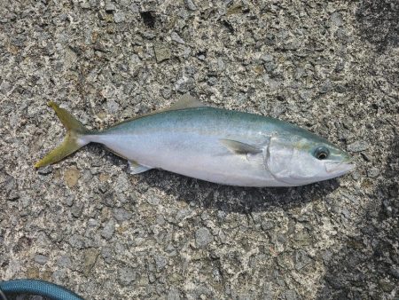 のませ釣りでハマチ