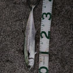 今シーズン初のサゴシ