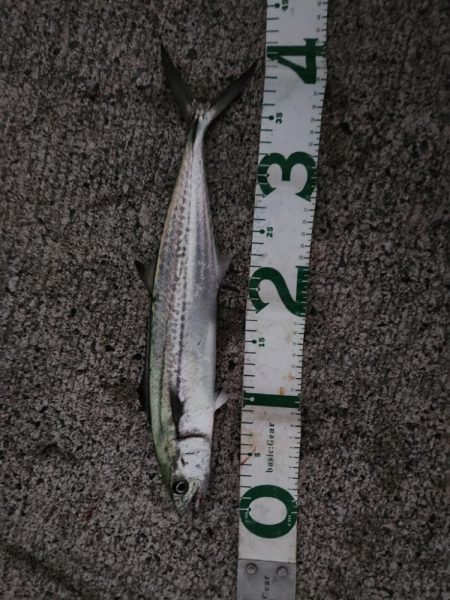 今シーズン初のサゴシ