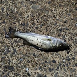 アジングがセイゴ釣りに