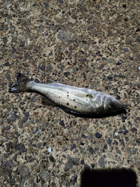 アジングがセイゴ釣りに