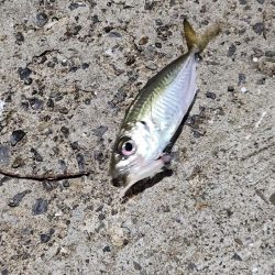 久しぶりのアジ