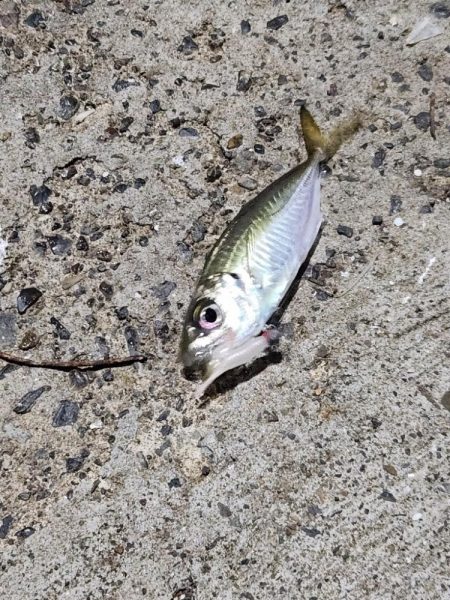 久しぶりのアジ