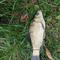 初めてのマブナ