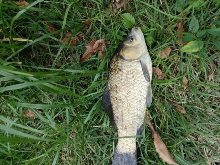 初めてのマブナ