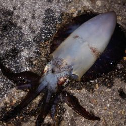 電気ウキ釣り 16