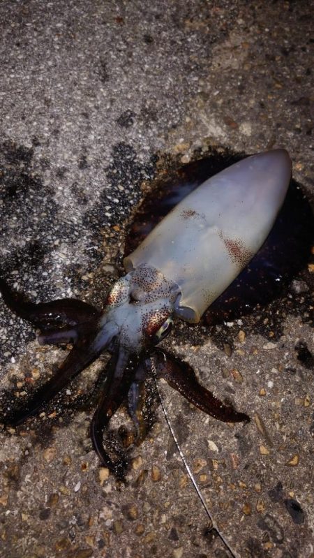 電気ウキ釣り 16