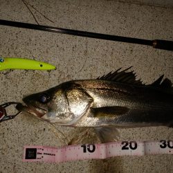 イナッコパターン攻略！