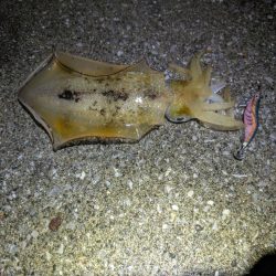 ナイトエギング