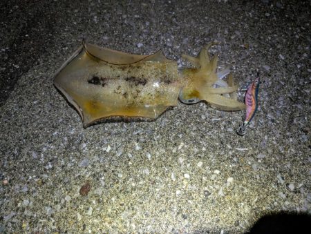 ナイトエギング