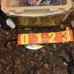 引き続きアジ調査