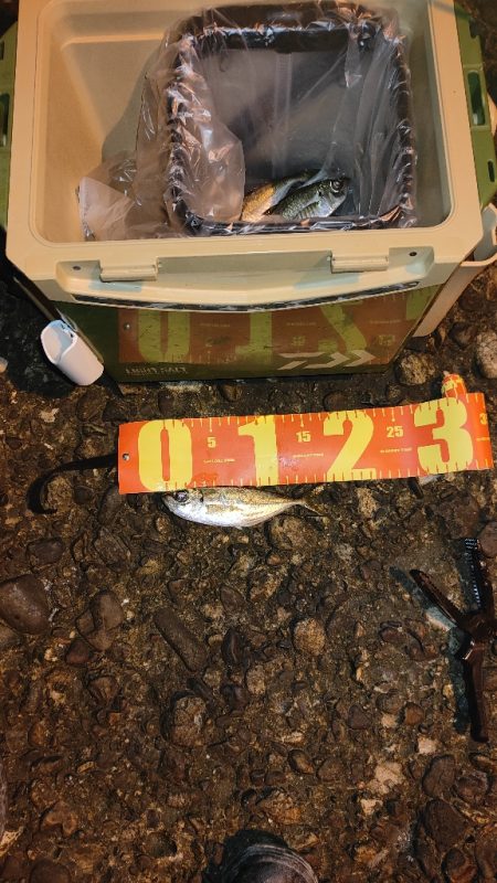 引き続きアジ調査