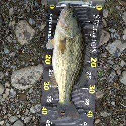 バズベイトで1本