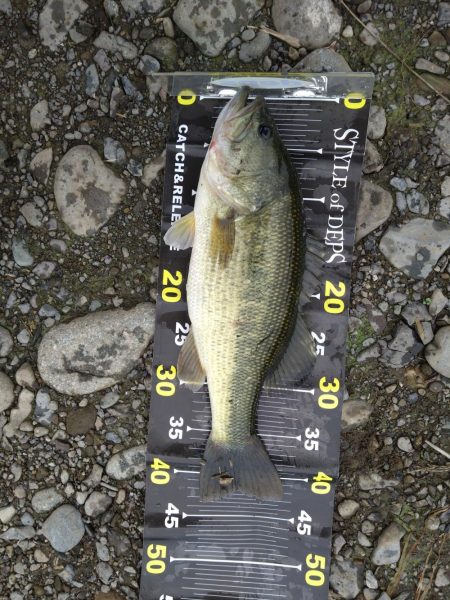 バズベイトで1本