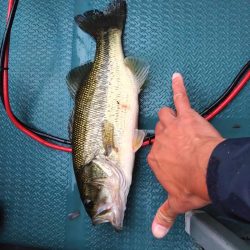 トップとビッグスプーンで釣れました。