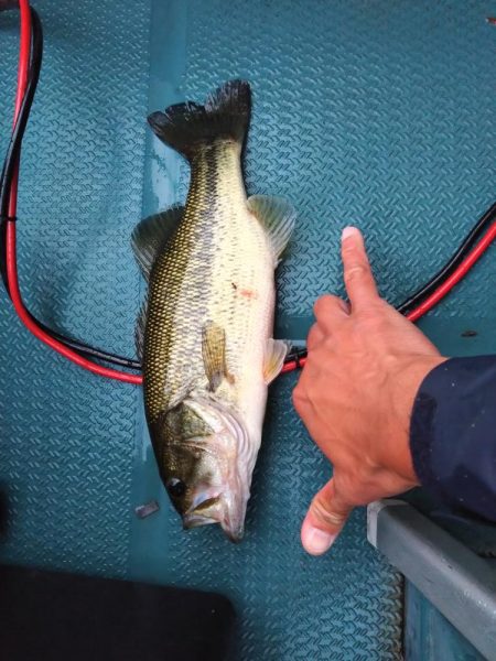 トップとビッグスプーンで釣れました。