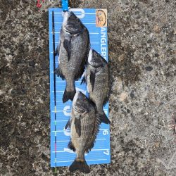 昼からのんびりふかせ釣り🎣