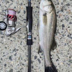 アオリが食べたくて、、、