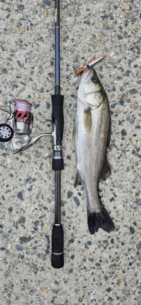 アオリが食べたくて、、、