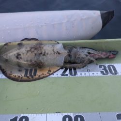 ミニボートティップラン